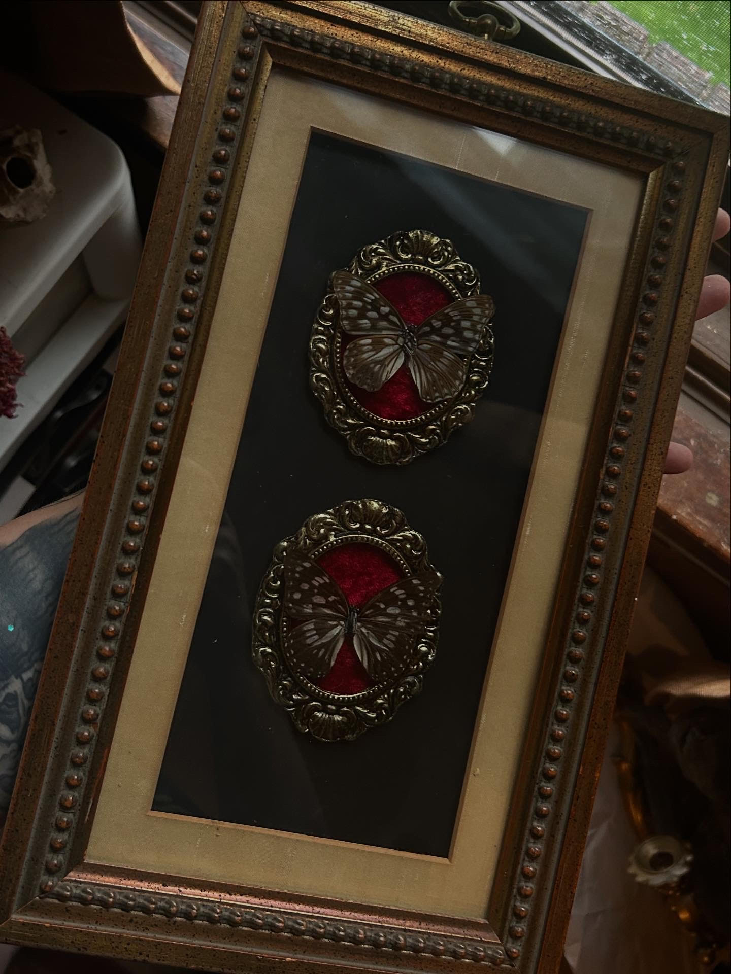 Hestina Persimilis frame